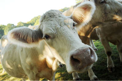 Image of Charolais cows