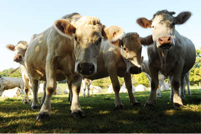 Image of Charolais cows