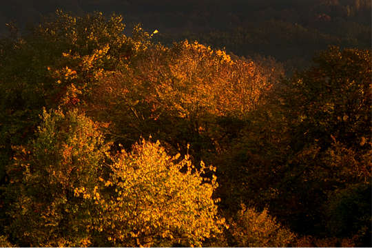 Afbeelding bos in herfstkleuren