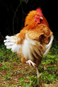 Image of Boris the cock