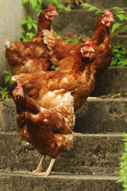 Image chickens